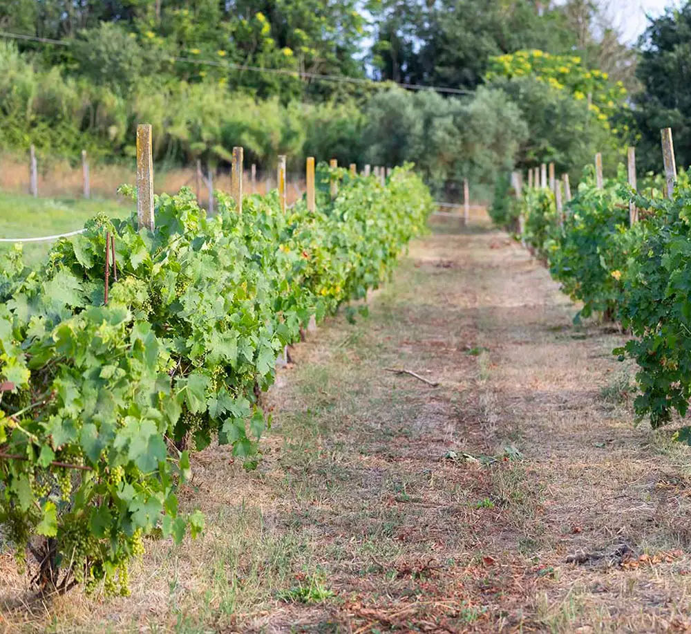 Arriva la vendemmia