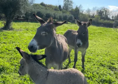 Casale della riserva torlonia asini 02