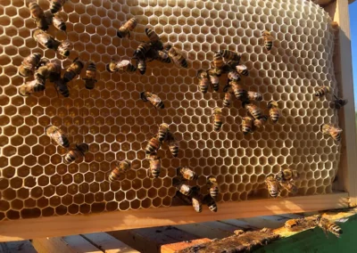Apicultura al Casale della riserva torlonia le API