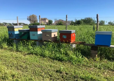 Casale della riserva torlonia le API 10