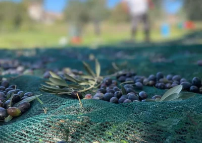 Casale-della-riserva-torlonia-raccolta-olive-01