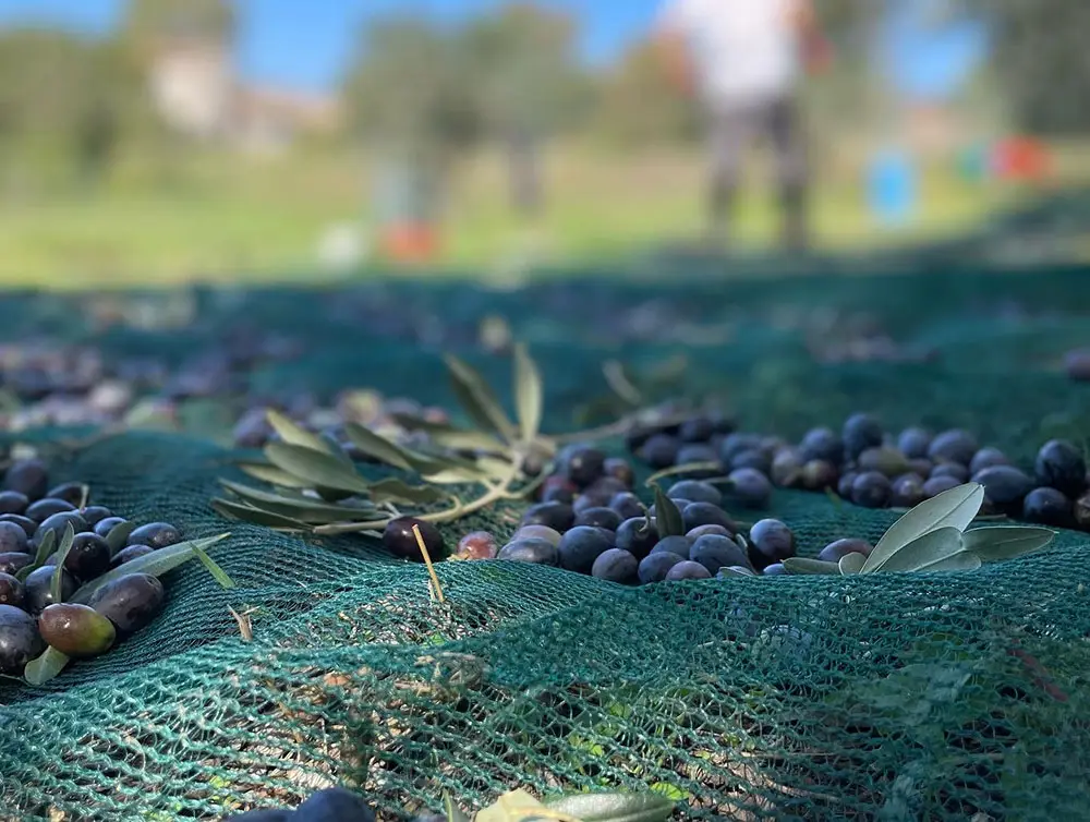 Casale-della-riserva-torlonia-raccolta-olive-01