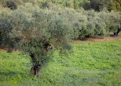 Casale della riserva torlonia raccolta olive 02