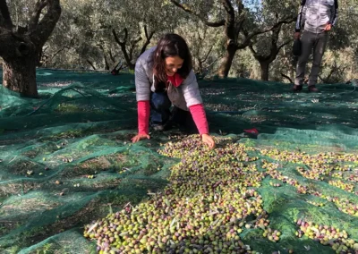 Casale della riserva torlonia raccolta olive 03