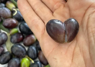 Casale della riserva torlonia raccolta olive 04