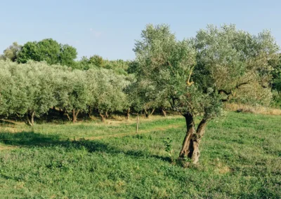 Casale della riserva torlonia raccolta olive 05
