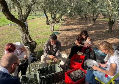 Casale della riserva torlonia raccolta olive 07