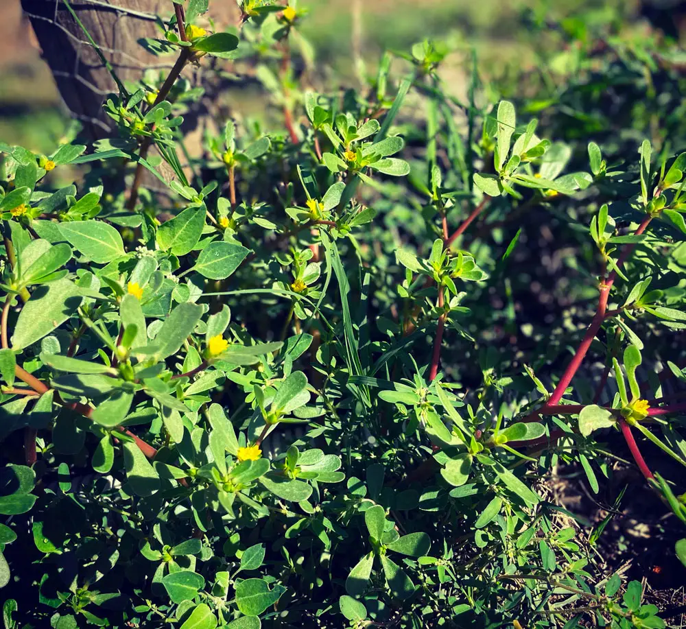 Erba porcellana