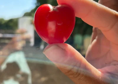 Pomodorino love