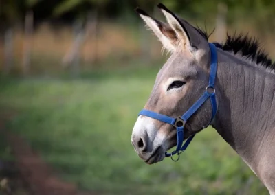 Gli animale del casale torlonia