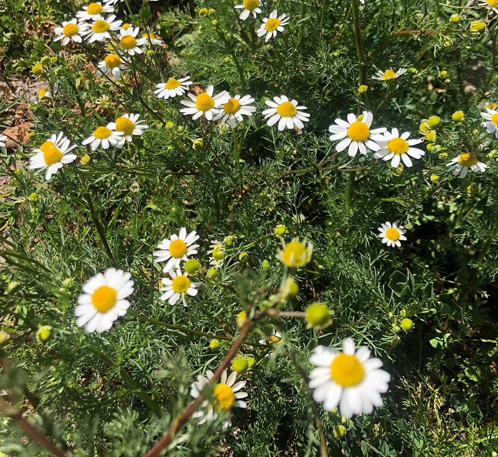 Le piante e i fiori delle api