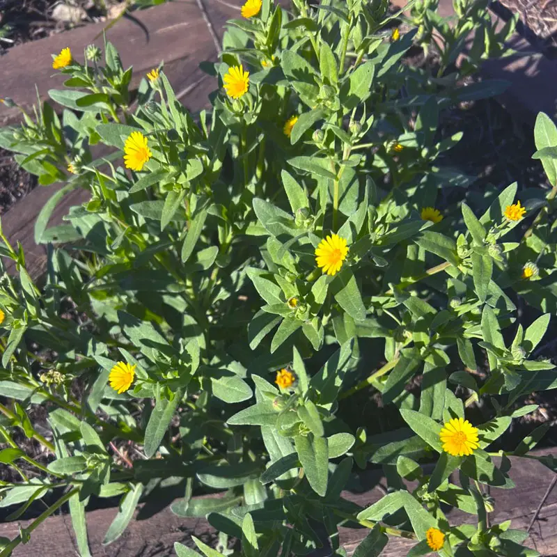 La Calendula: da zafferano dei poveri a delizia del comfort food