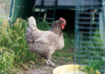 Casale-di-villa-torlonia-le-galline