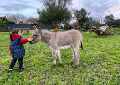 A spasso con gli asini